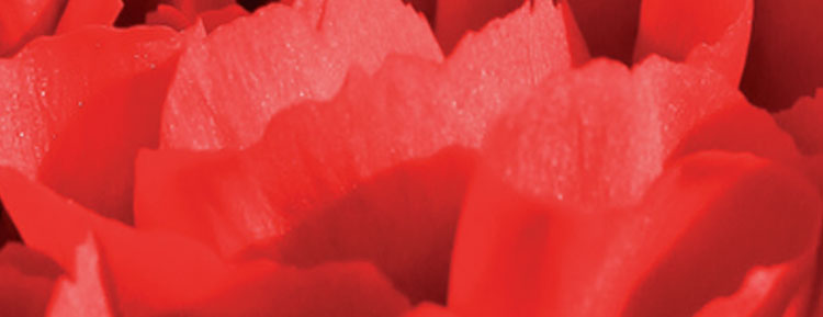 Liefde met voorbedachten rade